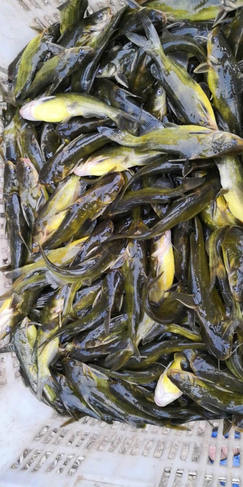 黄颡，黄骨鱼，黄鸭叫，黄刺鱼