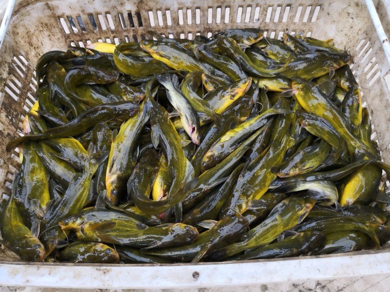 黄颡，黄骨鱼，黄鸭叫，黄刺鱼