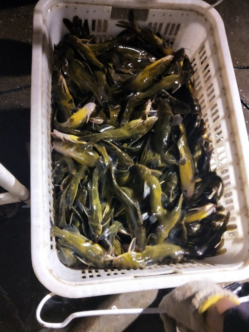 黄颡，黄骨鱼，黄鸭叫，黄刺鱼