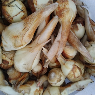 杭州白茨菇