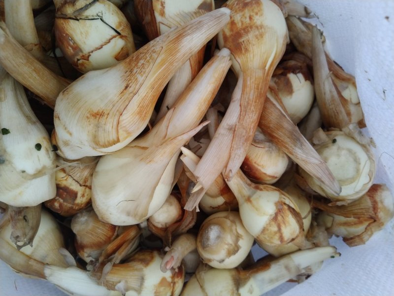 杭州白茨菇