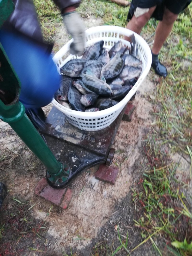 红罗非鱼价廉物美没任何药物陈留