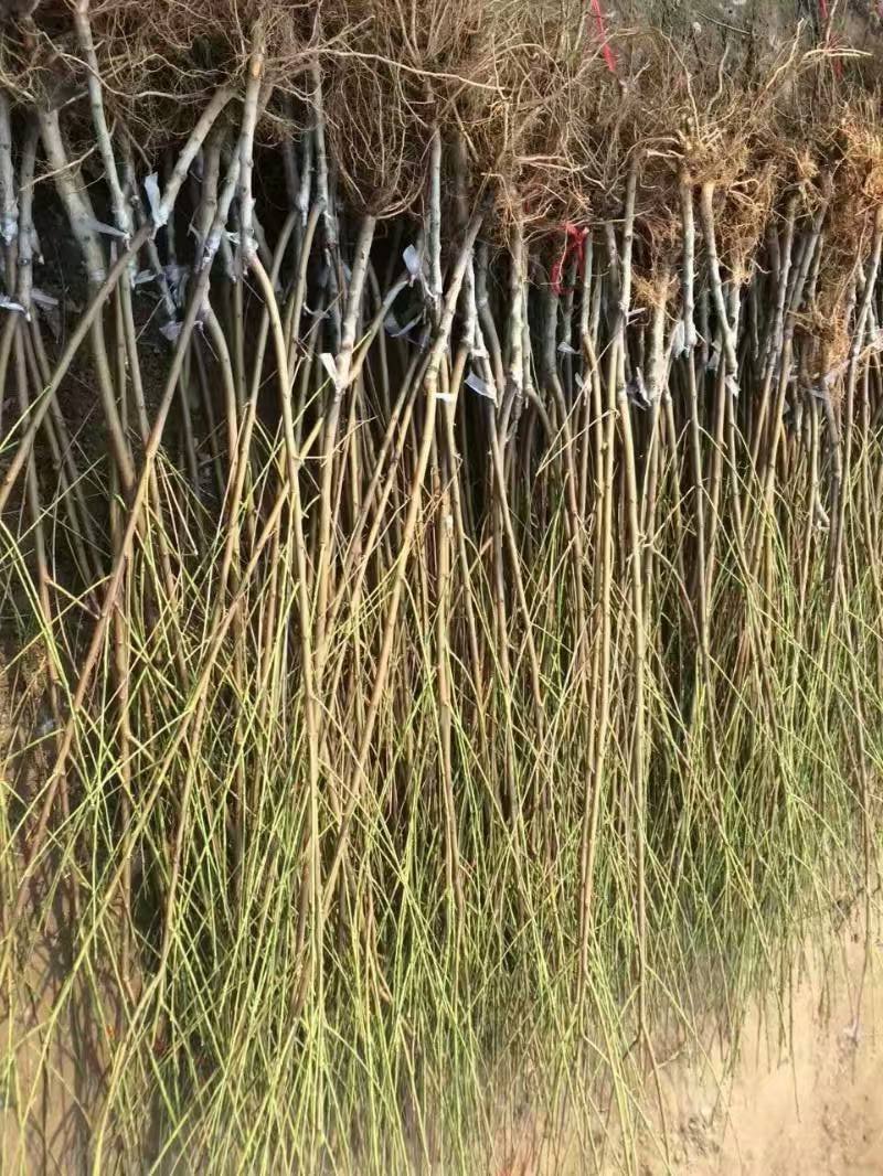 供应桃苗，成品苗，实生苗
