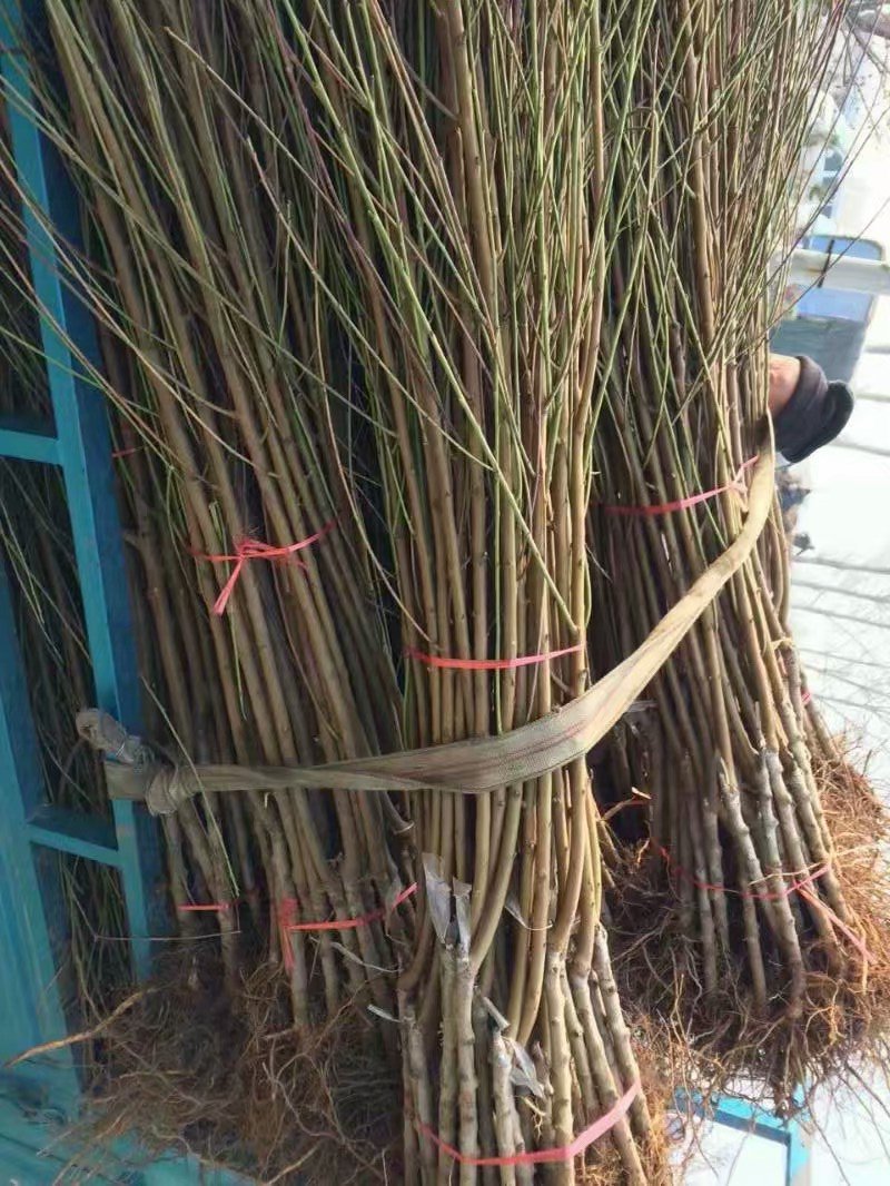供应桃苗，成品苗，实生苗