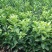 金秋沙糖桔苗，嫁接苗30~50cm基地直发