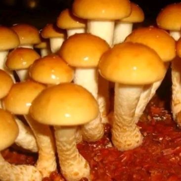 滑子菇，大量上市！