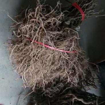 供应猕猴桃苗，红阳，翠香等成品，实生苗