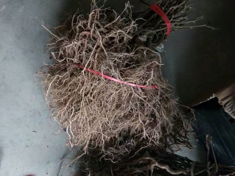 供应猕猴桃苗，红阳，翠香等成品，实生苗