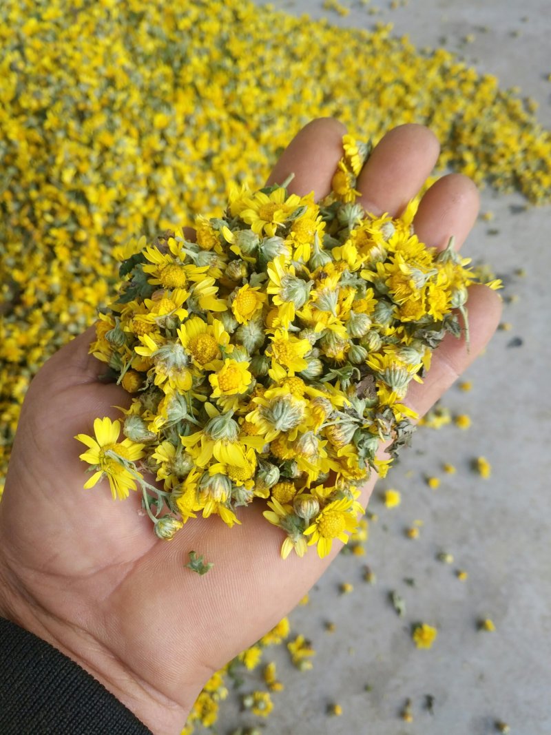 野菊花
