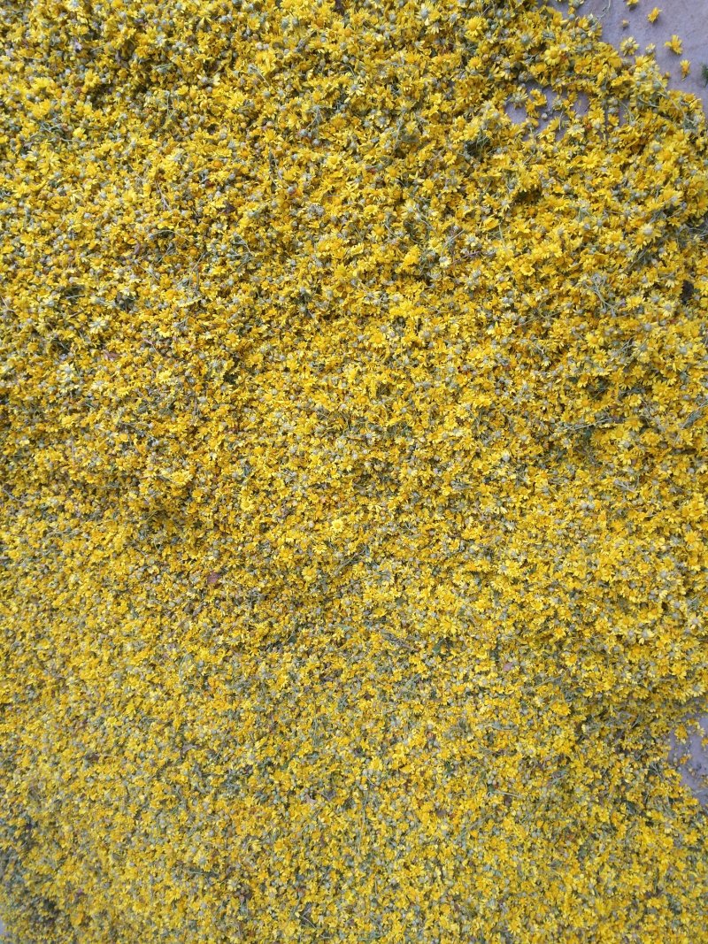 野菊花