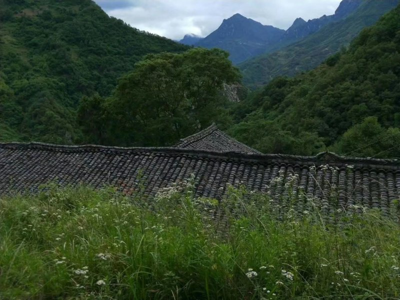 秦岭山正宗土蜂蜜纯天然无任何添加