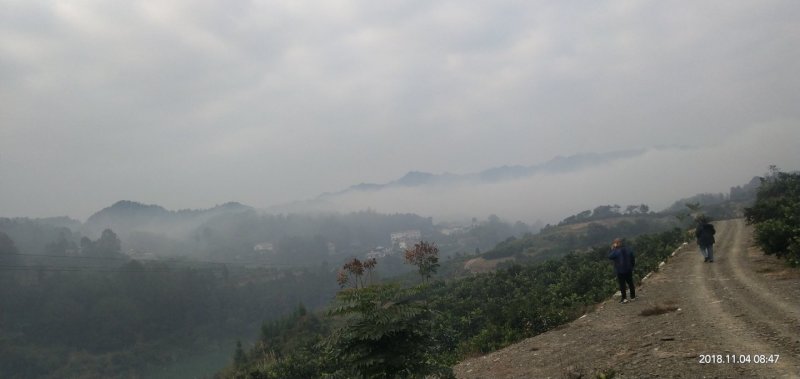 石门县冰糖橙，可视频看货，产地直发，一手货源