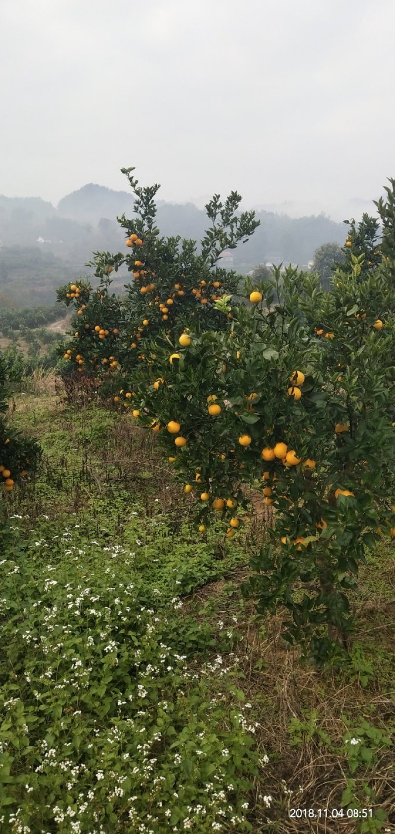 石门县冰糖橙，可视频看货，产地直发，一手货源