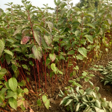 红瑞木红马球小苗路培植专用