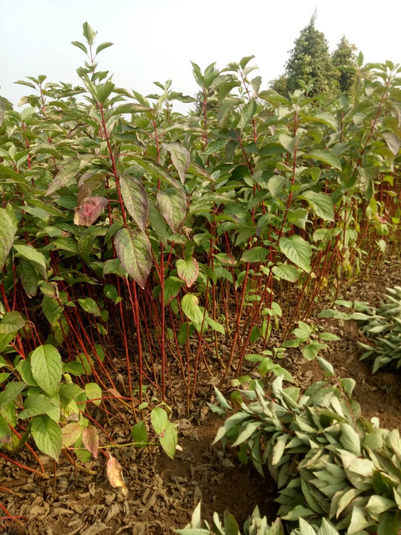 红瑞木红马球小苗路培植专用