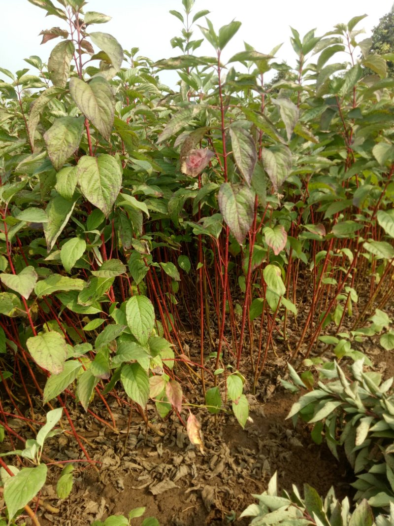 红瑞木红马球小苗路培植专用