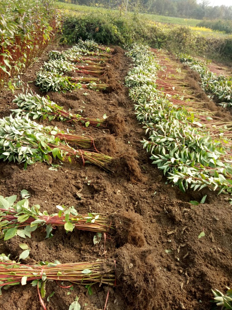 红瑞木红马球小苗路培植专用