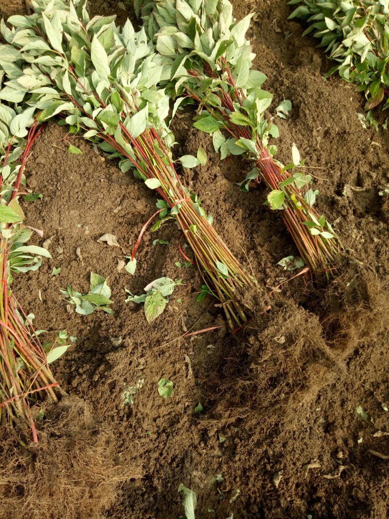 红瑞木红马球小苗路培植专用