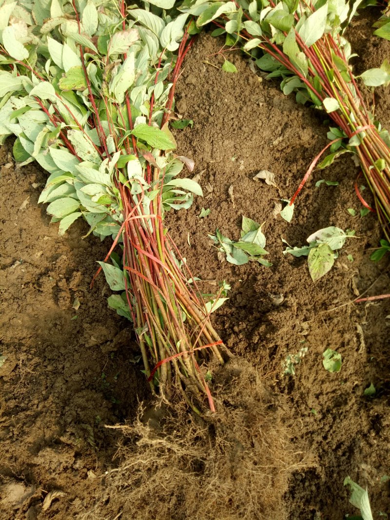 红瑞木红马球小苗路培植专用