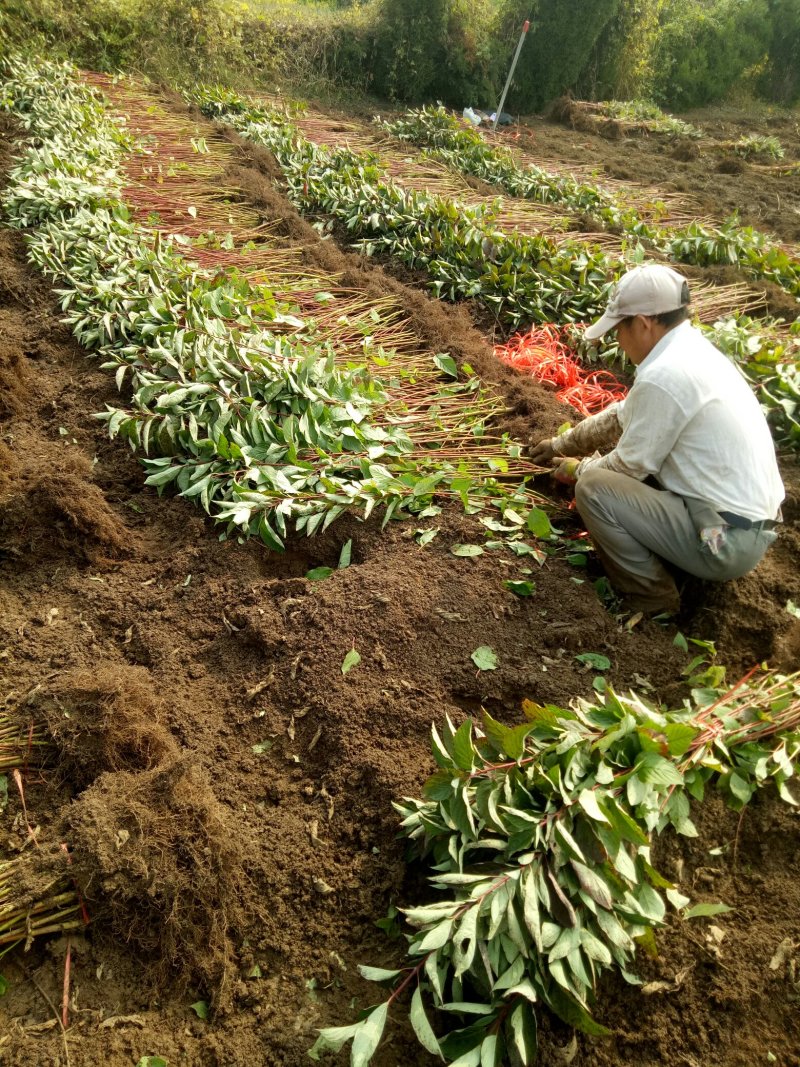 红瑞木红马球小苗路培植专用