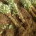 红瑞木红马球小苗路培植专用