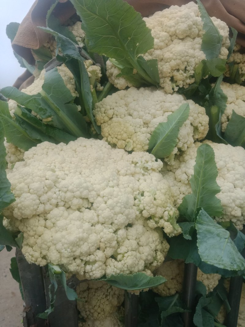 白面青梗松花菜，产地直供，大小均匀，花型好，欢迎选购