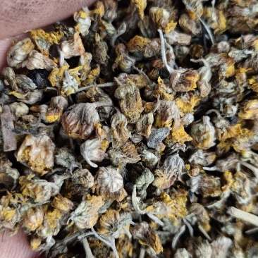 野菊花，高含量，干货，鲜货都有
