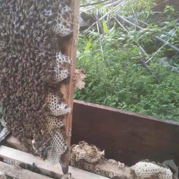 极品蜂蜜