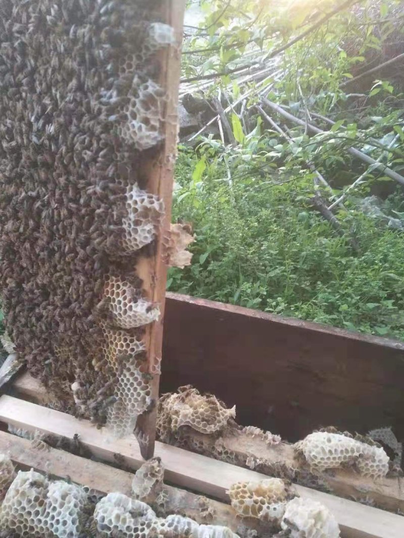 极品蜂蜜