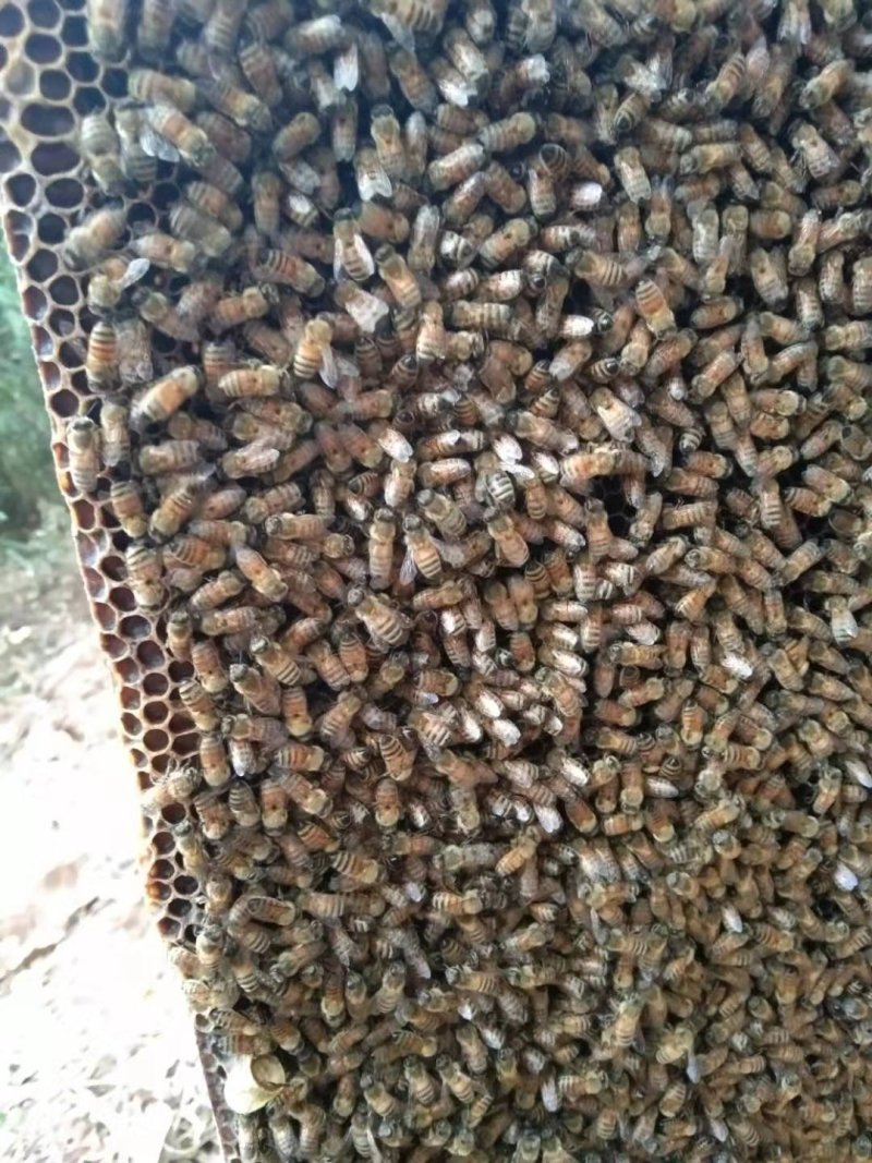 极品蜂蜜