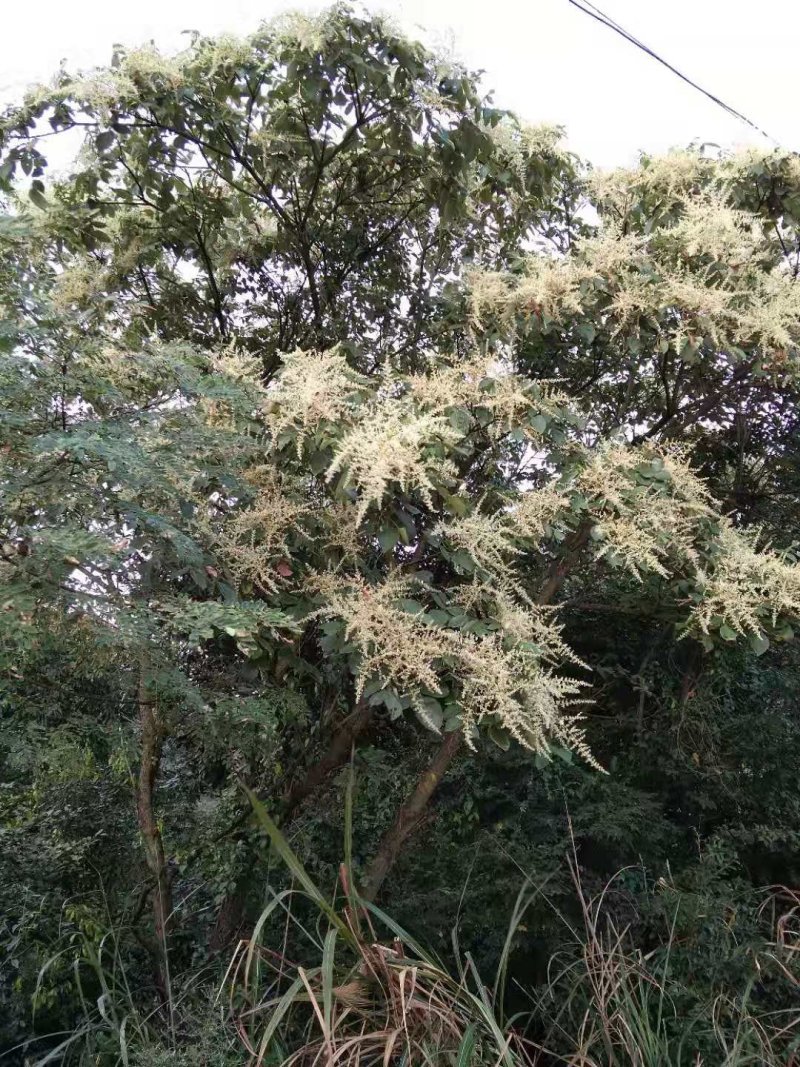 极品蜂蜜