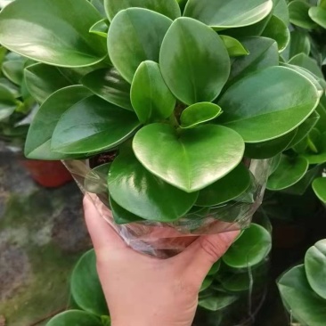 碧玉