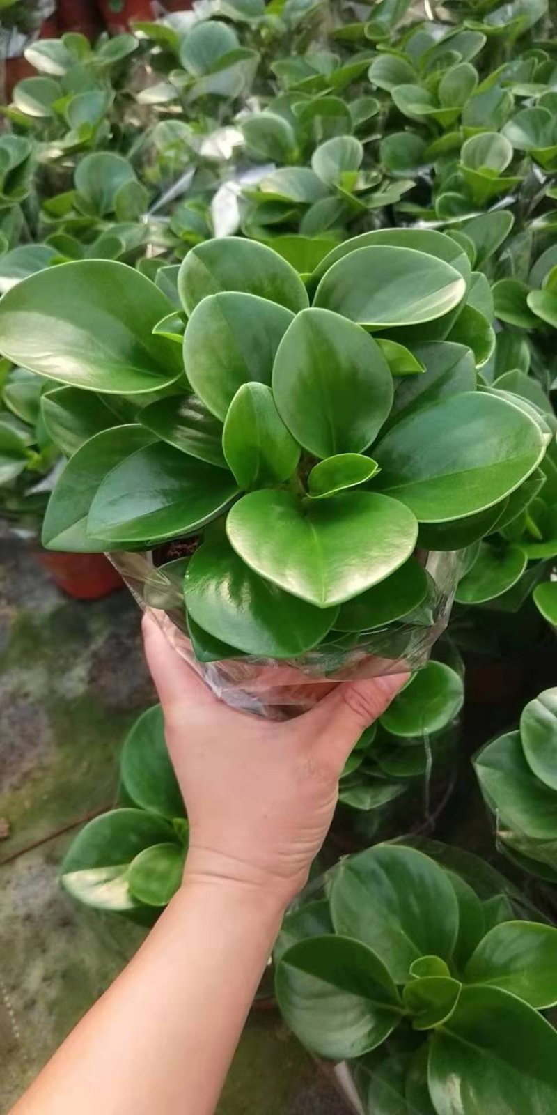 碧玉
