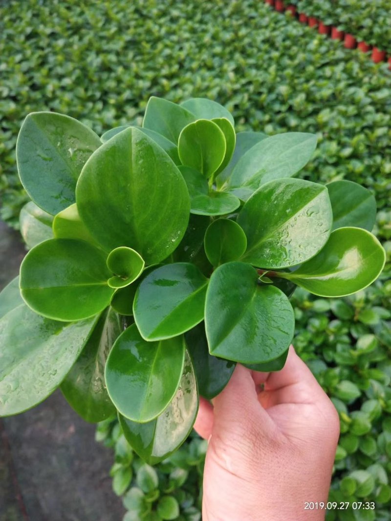 碧玉