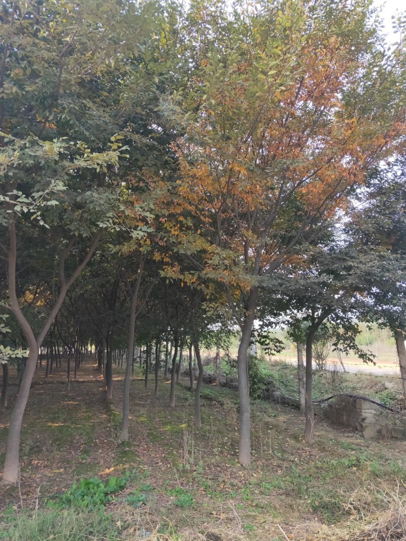 榉树红榉白榉丛生榉树包技术指导，成活率高