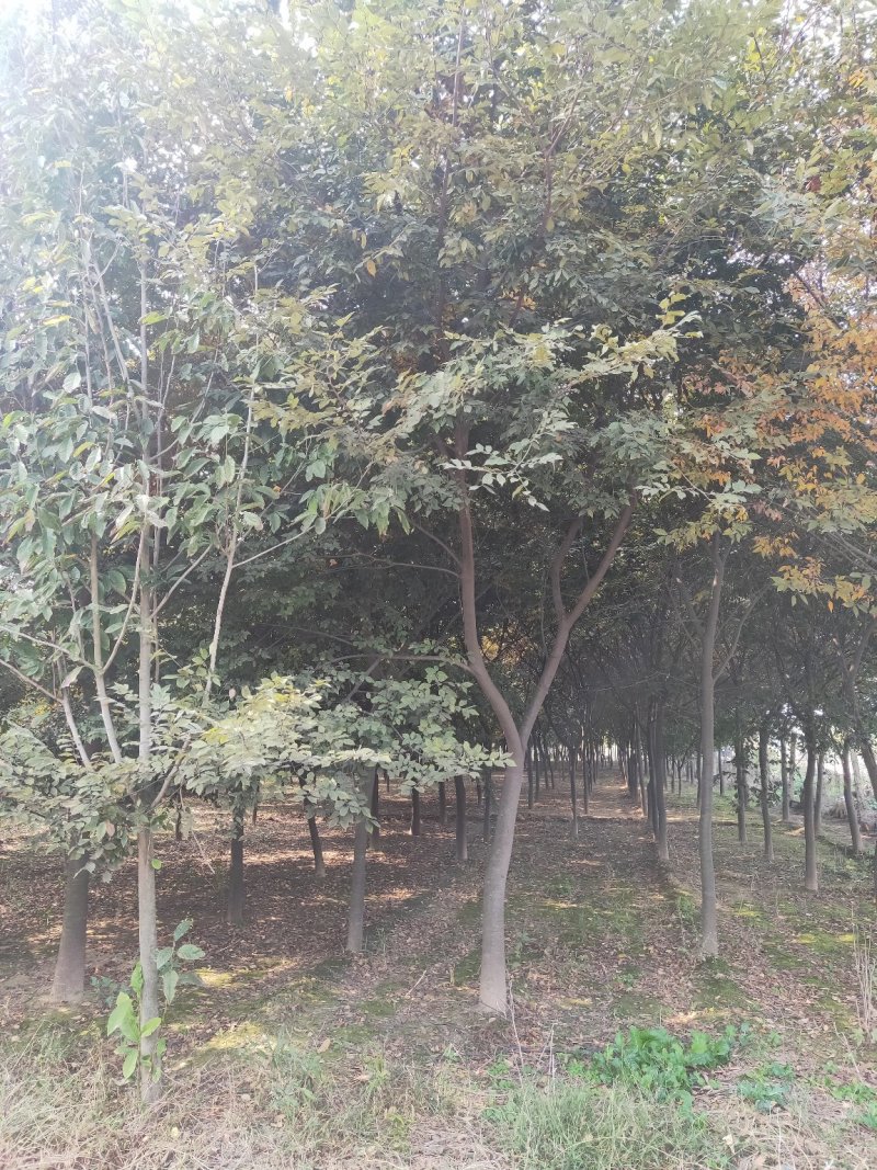 榉树红榉白榉丛生榉树包技术指导，成活率高