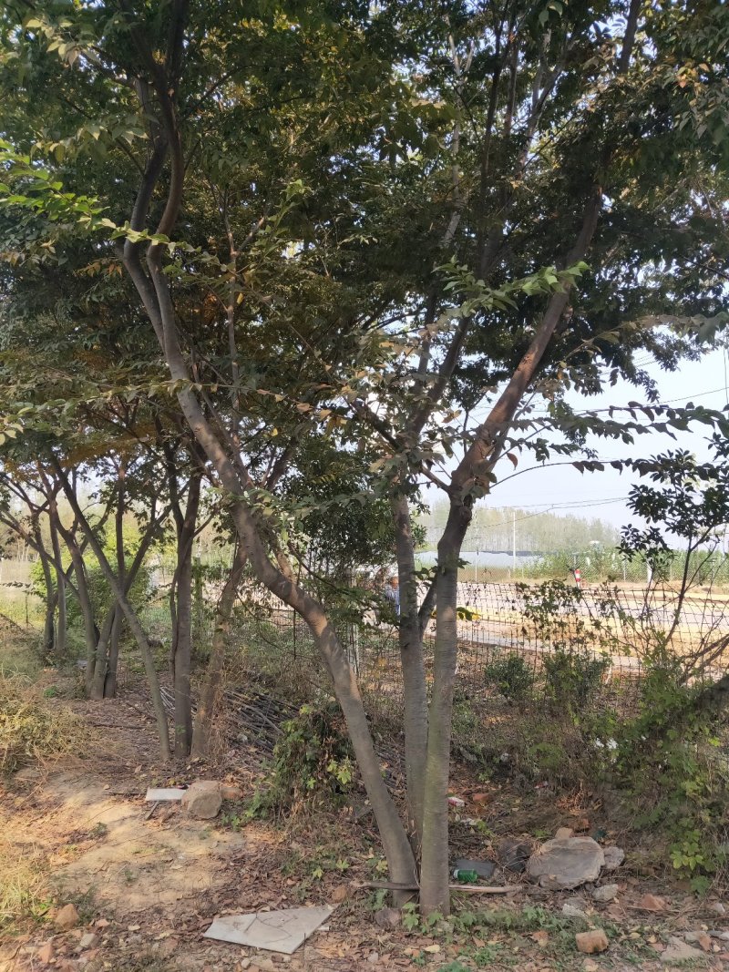 榉树红榉白榉丛生榉树包技术指导，成活率高