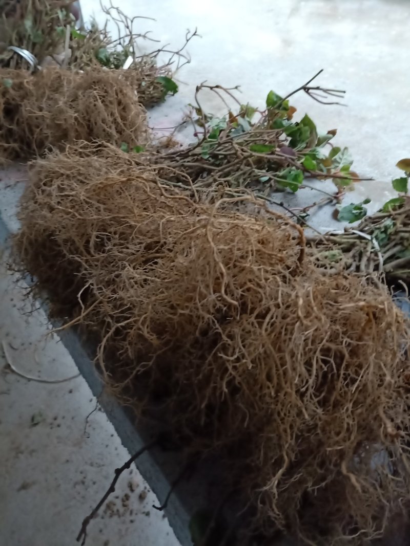 四川广元苍溪大量红心猕猴桃苗批发包邮都好！