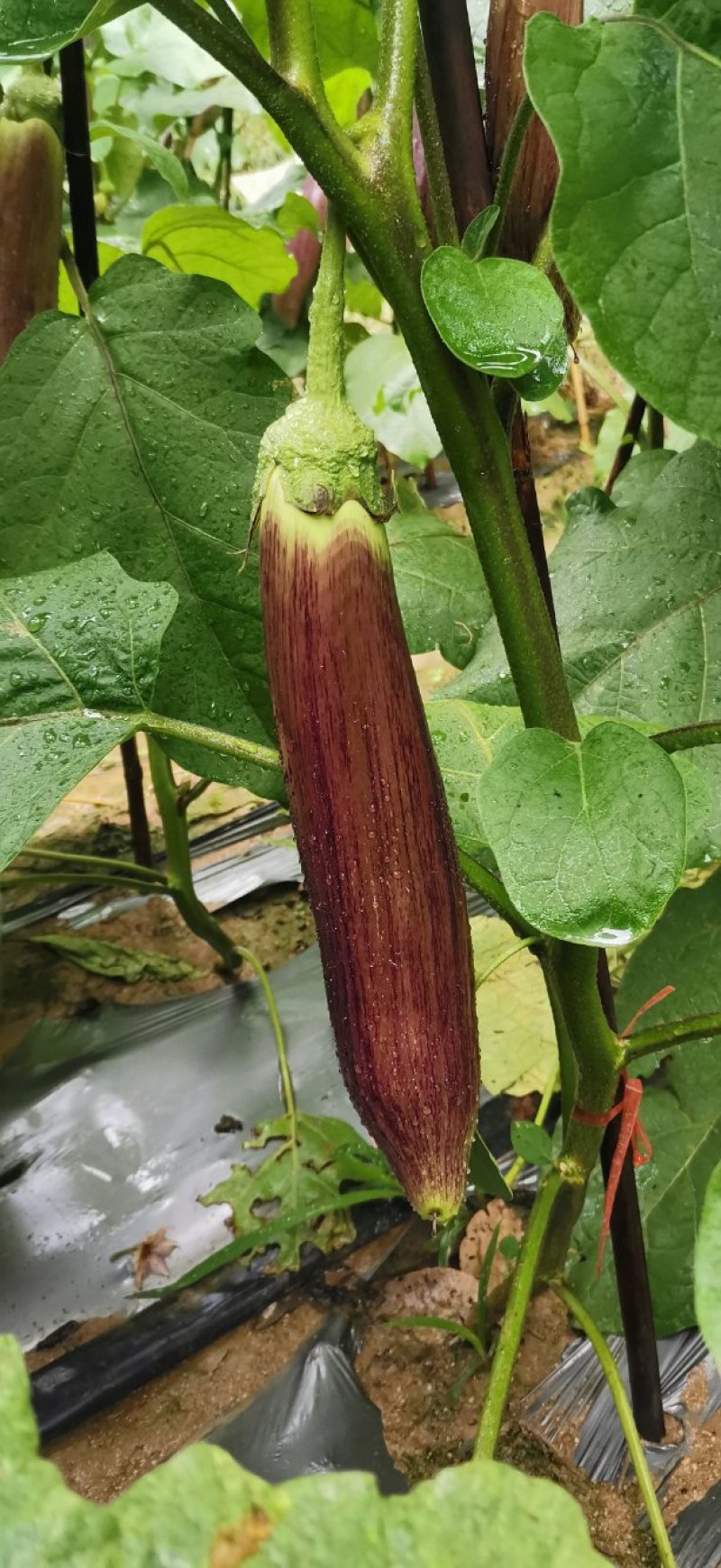 糯茄子面包茄基地直供可视频看货随时要货都可以发货