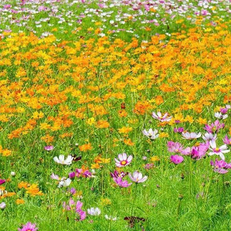 硫化菊种子黄波斯菊花种子黄秋英花籽硫华菊种子四季易种