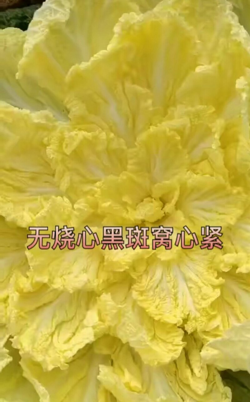 【优选】黄心大白菜！无烧心，无虫咬产地直销老板们放心来看！