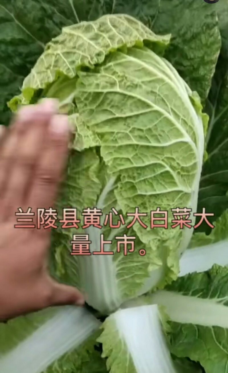 【优选】黄心大白菜！无烧心，无虫咬产地直销老板们放心来看！