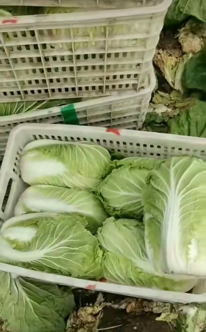 【优选】黄心大白菜！无烧心，无虫咬产地直销老板们放心来看！