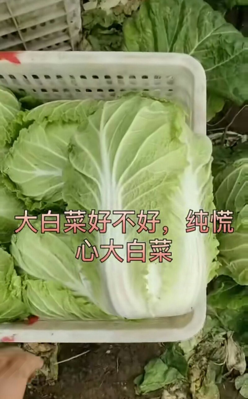 【精品推荐】山东黄心白菜货源充足，质量保证量大从优
