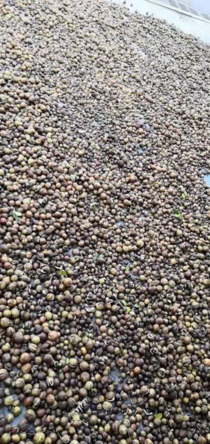 山茶籽量大出油率高