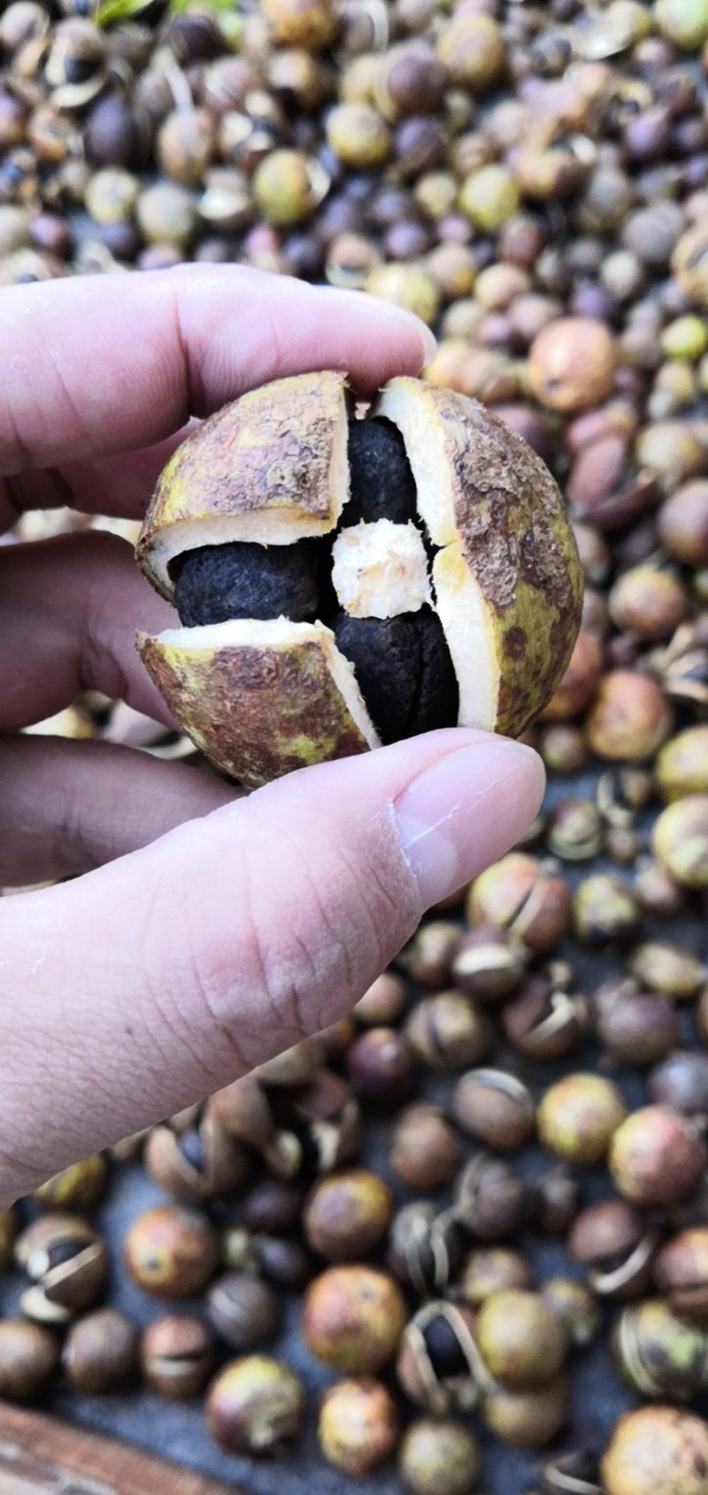 山茶籽量大出油率高