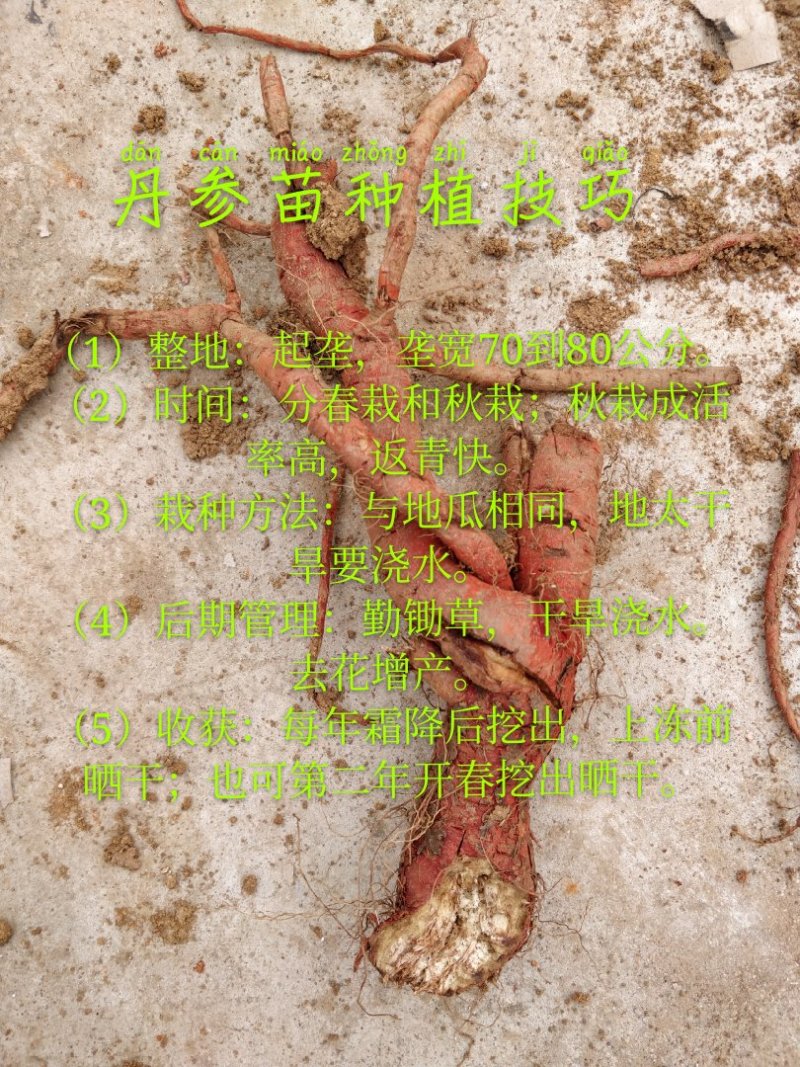 丹参苗山东产地基地直供新鲜(包含量)
