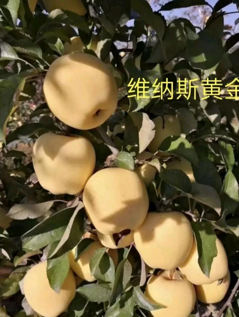 维纳斯黄金苹果树苗包成活技术指导死苗补发包售后