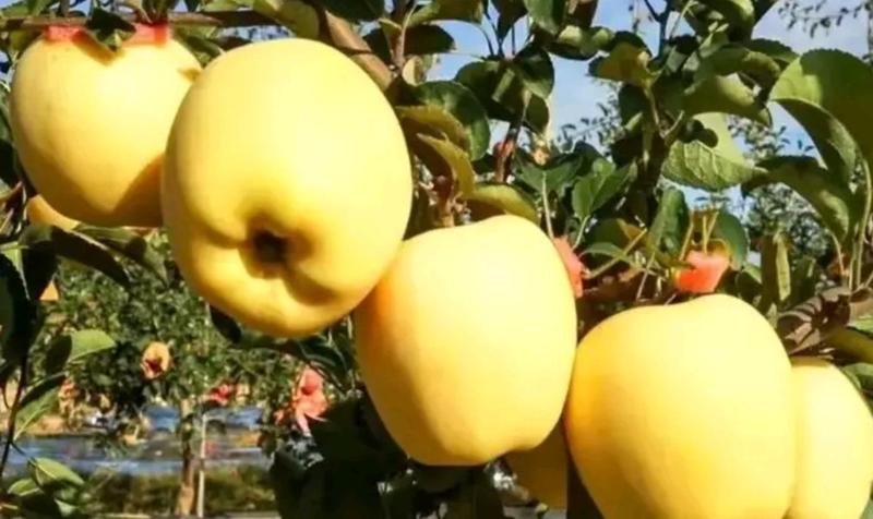 维纳斯黄金苹果树苗包成活技术指导死苗补发包售后