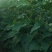 楸树小苗